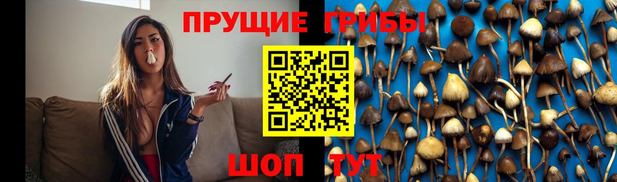 Псилоцибиновые грибы Psilocybe  Вход с VPN  Дербент 
